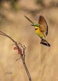 Vumbura - Little Bee Eaters5 Vumbura - Little Bee Eaters5